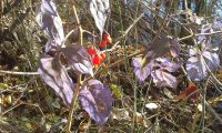 bittersweet, climbing nightshade (<em>Solanum dulcamara</em>)