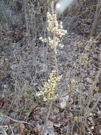 Western poison-ivy (<em>Toxicodendron rydbergii</em>)