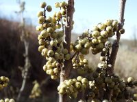 western poison-ivy (<em>Toxicodendron rydbergii</em>)