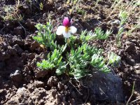 Beckwith’s violet, sagebrush pansy