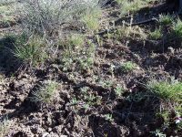Beckwith’s violet, sagebrush pansy