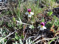 Beckwith’s violet, sagebrush pansy