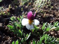 Beckwith’s violet, sagebrush pansy