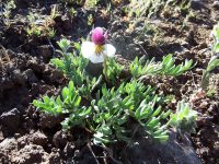 Beckwith’s violet, sagebrush pansy
