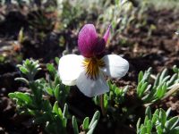 Beckwith’s violet, sagebrush pansy