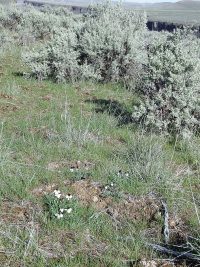 Beckwith’s violet, sagebrush pansy