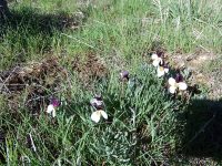 Beckwith’s violet, sagebrush pansy