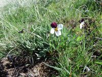 Beckwith’s violet, sagebrush pansy