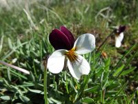 Beckwith’s violet, sagebrush pansy