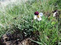 Beckwith’s violet, sagebrush pansy