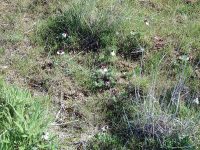 Beckwith’s violet, sagebrush pansy