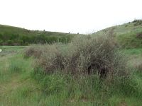 four-wing shadscale or saltbush (<em>Atriplex canescens var. canescens</em>)