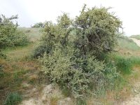 bitterbrush, antelope brush (<em>Purshia tridentata var. tridentata</em>)