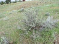 four-wing shadscale or saltbush (<em>Atriplex canescens var. canescens</em>)