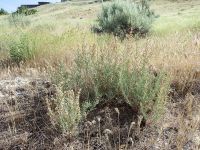 sickle saltbush (<em>Atriplex gardneri var. falcata</em>)