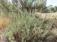 sickle saltbush (<em>Atriplex gardneri var. falcata</em>)