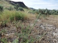 sickle saltbush (<em>Atriplex gardneri var. falcata</em>)