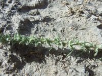 sickle saltbush (<em>Atriplex gardneri var. falcata</em>)