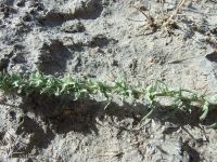 sickle saltbush (<em>Atriplex gardneri var. falcata</em>)