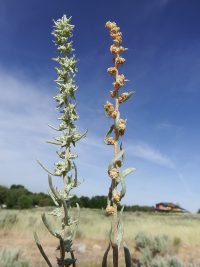 sickle saltbush (<em>Atriplex gardneri var. falcata</em>)