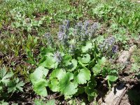 mountain kittentails (<em>Synthyris missurica ssp. missurica</em>)