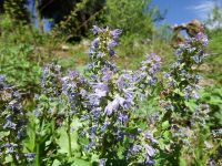 mountain kittentails (<em>Synthyris missurica ssp. missurica</em>)