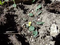 goosefoot or purplish violet (<em>Viola purpurea ssp. venosa</em>)