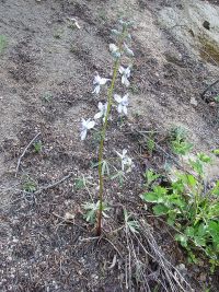 upland larkspur (<em>Delphinium nuttallianum</em>) Nuttall's larkspur
