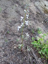 upland larkspur (<em>Delphinium nuttallianum</em>) Nuttall's larkspur
