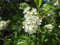 bitter cherry (<em>Prunus emarginata var. emarginata</em>)