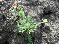 bur buttercup (<em>Ceratocephala testiculata</em>)