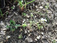 jagged chickweed (<em>Holosteum umbellatum ssp. umbellatum</em>)