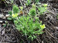 bur buttercup (<em>Ceratocephala testiculata</em>)