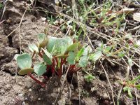 bitterbrush, antelope brush (<em>Purshia tridentata var. tridentata</em>)