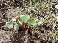 bitterbrush, antelope brush (<em>Purshia tridentata var. tridentata</em>)