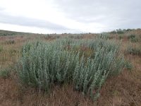 low sagebrush (<em>Artemisia arbuscula ssp. arbuscula</em>)