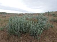 low sagebrush (<em>Artemisia arbuscula ssp. arbuscula</em>)