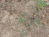 bighead clover (<em>Trifolium macrocephalum</em>)