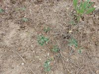 bighead clover (<em>Trifolium macrocephalum</em>)