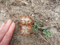 bighead clover (<em>Trifolium macrocephalum</em>)
