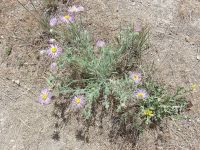 shaggy fleabane (<em>Erigeron pumilus var. intermedius</em>) Shaggy fleabane