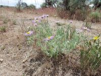 shaggy fleabane (<em>Erigeron pumilus var. intermedius</em>) Shaggy fleabane