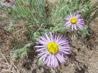 shaggy fleabane (<em>Erigeron pumilus var. intermedius</em>) Shaggy fleabane