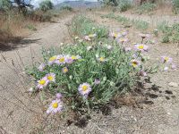 shaggy fleabane (<em>Erigeron pumilus var. intermedius</em>) Shaggy fleabane