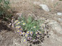 shaggy fleabane (<em>Erigeron pumilus var. intermedius</em>) Shaggy fleabane