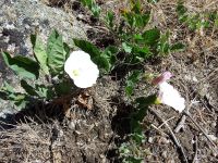 field bindweed, wild morning-glory (<em>Convolvulus arvensis</em>)