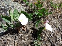 field bindweed, wild morning-glory (<em>Convolvulus arvensis</em>)