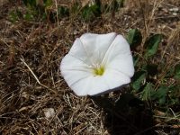 field bindweed, wild morning-glory (<em>Convolvulus arvensis</em>)
