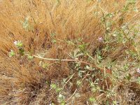 white-tip clover (<em>Trifolium variegatum</em>)
