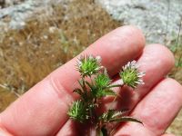 white-tip clover (<em>Trifolium variegatum</em>)